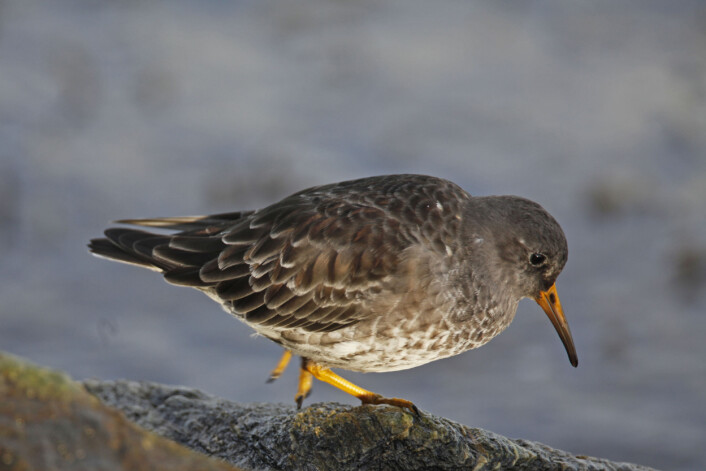 Plytt-plytt, sier fjæreplytten (Calidris maritima). Denne vadefuglen liker å gå og rote etter insekter og små krepsdyr mellom tang og stein i fjæra. (Foto: Hans Petter Kristoffersen / Skog og landskap) Plytt-plytt, sier fjæreplytten (Calidris maritima). Denne vadefuglen liker å gå og rote etter insekter og små krepsdyr mellom tang og stein i fjæra. (Foto: Hans Petter Kristoffersen / Skog og landskap)