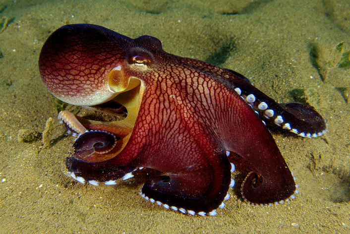 Amphioctopus marginatus slik den ser ut når den ikke gjemmer seg eller har saker og ting å bære på. (Foto: Mark Norman / Current Biology) Amphioctopus marginatus slik den ser ut når den ikke gjemmer seg eller har saker og ting å bære på. (Foto: Mark Norman / Current Biology)