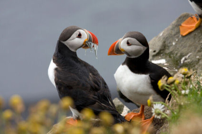 Lundefugl på Island. Lunde og andre sjøfugl opplever hekkesvikt når tilgangen på mat faller under et visst nivå. (Foto: iStockphoto) Lundefugl på Island. Lunde og andre sjøfugl opplever hekkesvikt når tilgangen på mat faller under et visst nivå. (Foto: iStockphoto)