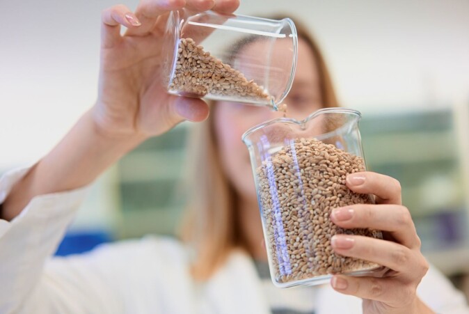 Tora Asledottir studying how other types of wheat can be used to make life and eating a bit easier for people who want to avoid gluten. Tora Asledottir studying how other types of wheat can be used to make life and eating a bit easier for people who want to avoid gluten.