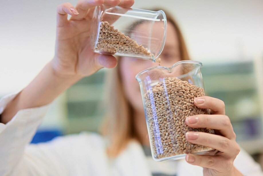 NMBU-forskerne jobber med å identifisere andre komponenter i kornet, altså ikke bare gluten, som kan forårsake de plagene som mange opplever.