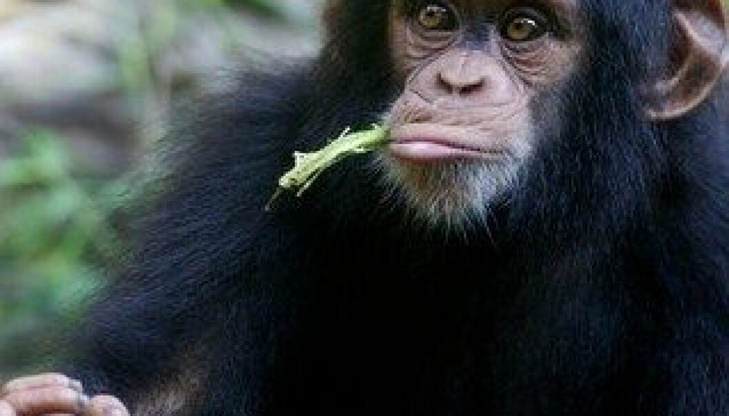 Mennesker og aper reagerer likt på dårlige beslutninger