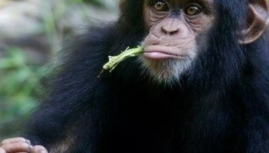 Mennesker og aper reagerer likt på dårlige beslutninger