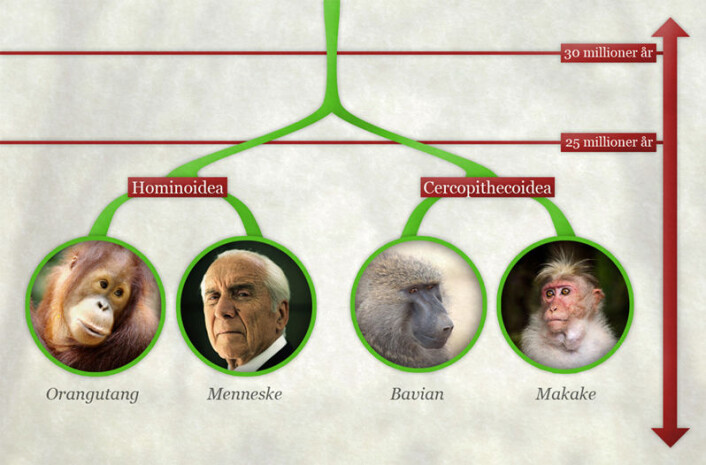 Framstilling av hvordan de to primat-gruppene Hominoidea og Cercopithecoidea skilte lag for mellom 25 og 30 millioner år siden. To av de nålevende artene i hver gruppene er tatt med som illustrasjon. (Foto: (Grafikk: Per Byhring/forskning.no/Colourbox/Yathin S. Krishnappa)) Framstilling av hvordan de to primat-gruppene Hominoidea og Cercopithecoidea skilte lag for mellom 25 og 30 millioner år siden. To av de nålevende artene i hver gruppene er tatt med som illustrasjon. (Foto: (Grafikk: Per Byhring/forskning.no/Colourbox/Yathin S. Krishnappa))