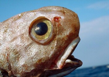 "MAR-ECO-ekspedisjonen fann ukjende organismar på havdjupet." "MAR-ECO-ekspedisjonen fann ukjende organismar på havdjupet."