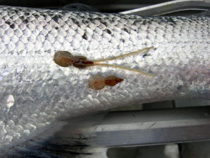 Uten smitte av lakselus i anlegg med lukkede merder vil det bli mindre behov for både lusebehandlinger og rensefisk. Uten smitte av lakselus i anlegg med lukkede merder vil det bli mindre behov for både lusebehandlinger og rensefisk.