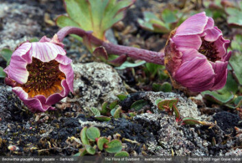 Issoleie (Ranunculus glacialis) vil klare seg dårligere i et varmere klima ifølge et nytt studie. (Foto: Inger Greve Alsos/Svalbardflora.net) Issoleie (Ranunculus glacialis) vil klare seg dårligere i et varmere klima ifølge et nytt studie. (Foto: Inger Greve Alsos/Svalbardflora.net)
