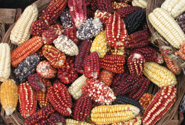 Mais fra Peru. Arkeologiske funn viser at mais ble dyrket i Peru allerede for 5000 år siden og la grunnlaget for den eldste kjente sivilisasjonen i landet. (Foto: iStockphoto) Mais fra Peru. Arkeologiske funn viser at mais ble dyrket i Peru allerede for 5000 år siden og la grunnlaget for den eldste kjente sivilisasjonen i landet. (Foto: iStockphoto)