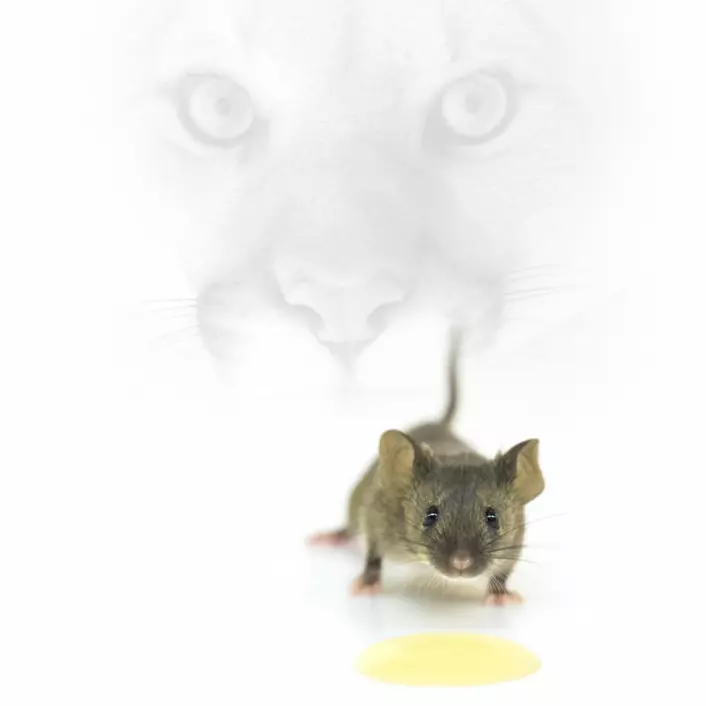 Lukta av katteurin får mus til å skygge banen. (Foto: Adam Dewan)