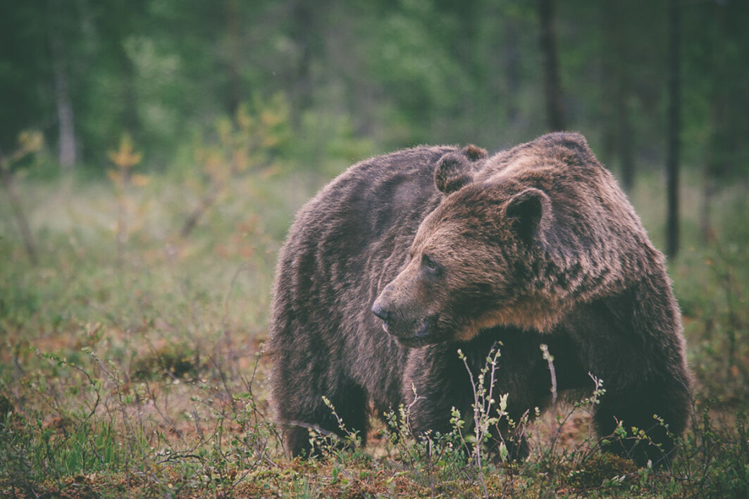 Male brown bear in Finland. Male brown bear in Finland.