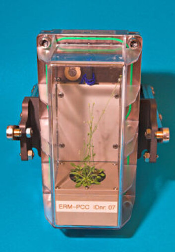 "Foto: Plantebiosenteret/Bjørn Pedersen." "Foto: Plantebiosenteret/Bjørn Pedersen."