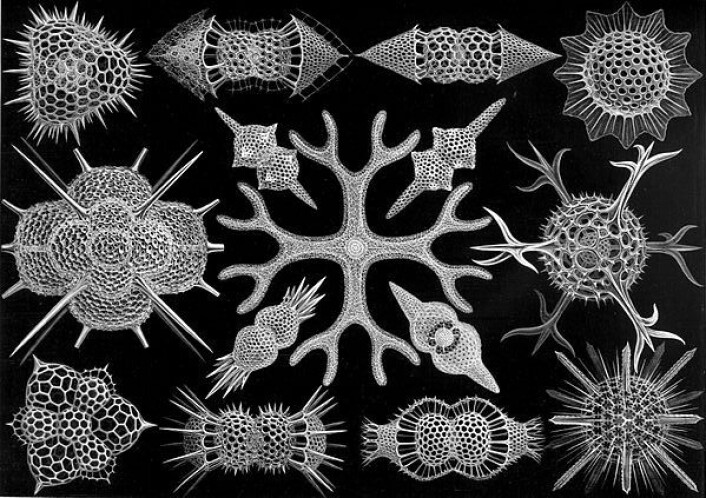 Radiolarier i gruppa Acanthophracta, fra Ernst Haeckels bok Kunstformen der Natur fra 1904. (Foto: (Illustrasjon: Ernst Haeckel)) Radiolarier i gruppa Acanthophracta, fra Ernst Haeckels bok Kunstformen der Natur fra 1904. (Foto: (Illustrasjon: Ernst Haeckel))