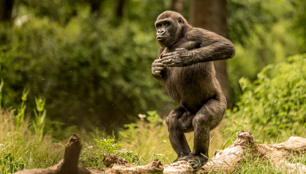 Får du noen ganger lyst til å slå deg på brystet? Neivel. Men det får gorillaer. Nå vet forskere mer om hvorfor de gjør det.. Får du noen ganger lyst til å slå deg på brystet? Neivel. Men det får gorillaer. Nå vet forskere mer om hvorfor de gjør det..