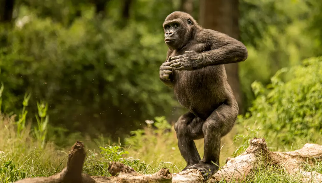 Får du noen ganger lyst til å slå deg på brystet? Neivel. Men det får gorillaer. Nå vet forskere mer om hvorfor de gjør det..