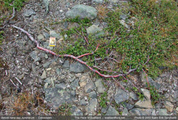 Dvergbjørk (Betula nana) vil klare seg bra i et framtidig varmere klima. (Foto: Bjørn Erik Sandbakk/Svalbardflora.net) Dvergbjørk (Betula nana) vil klare seg bra i et framtidig varmere klima. (Foto: Bjørn Erik Sandbakk/Svalbardflora.net)