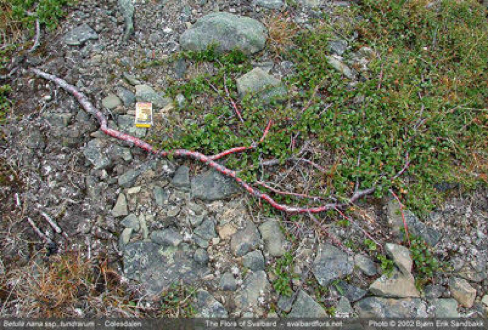 Dvergbjørk (Betula nana) vil klare seg bra i et framtidig varmere klima. (Foto: Bjørn Erik Sandbakk/Svalbardflora.net)