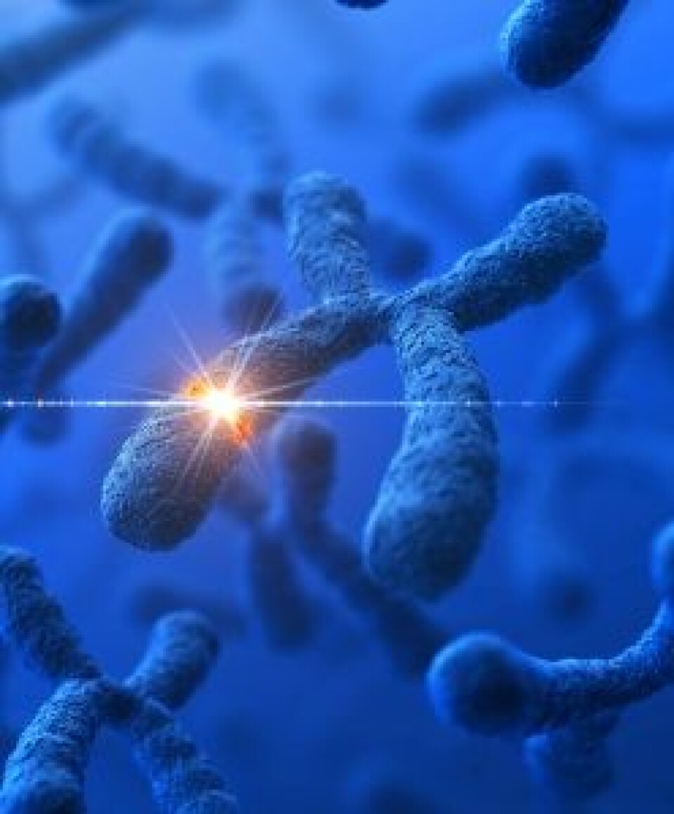 Noen gener finnes bare i X- og Y-kromosomene. De kan avsløre kjønnet til personen du undersøker. (Foto: Istockphoto)