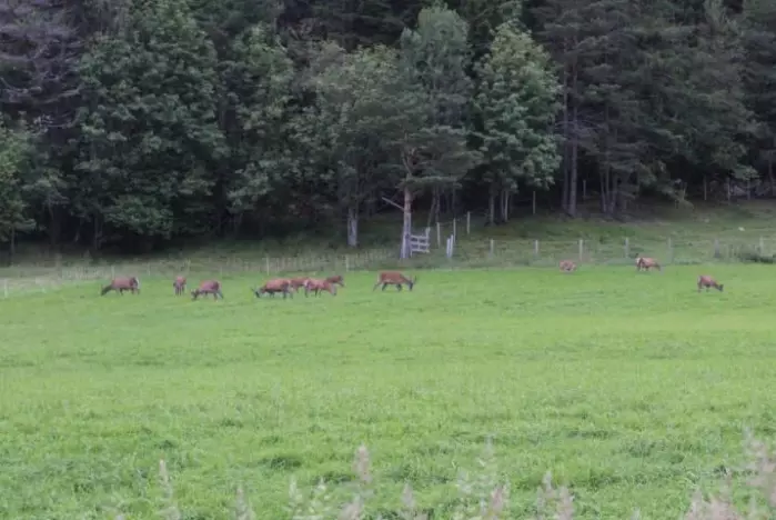 Hjorten samler seg gjerne i store flokker for å beite på innmark.