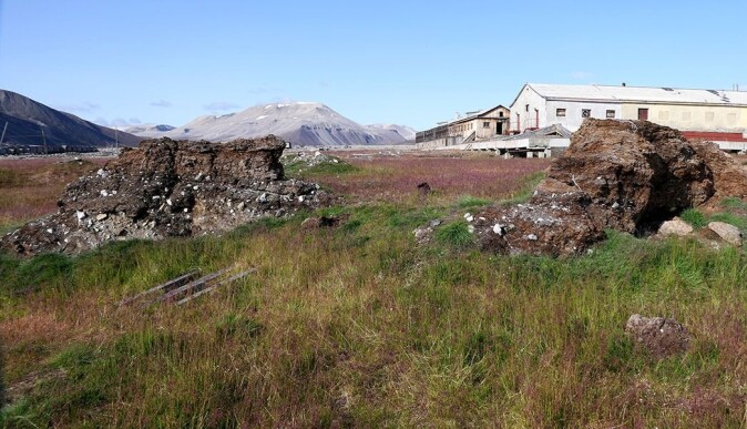 Tidligere ble det importert høy og dyrefôr til landbruket som her i Pyramiden. Med på lasset fulgte planter som fortsatt trives i næringsrikt fjøsavfall. Tidligere ble det importert høy og dyrefôr til landbruket som her i Pyramiden. Med på lasset fulgte planter som fortsatt trives i næringsrikt fjøsavfall.