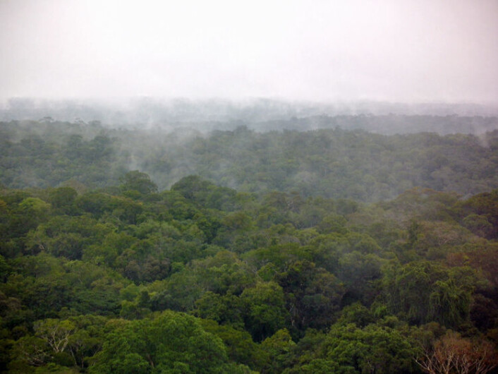 Regnskogen i Amazonas lager sitt eget regn. Utslipp fra trær, planter og sopp skaper partikler som sørger for at fuktigheten i lufta samler seg til skyer og regn. Bildet er tatt fra det 320 meter observasjonstårnet midt i skogen etter en regnskur. (Foto: C. Pöhlker, MPI for Chemistry) Regnskogen i Amazonas lager sitt eget regn. Utslipp fra trær, planter og sopp skaper partikler som sørger for at fuktigheten i lufta samler seg til skyer og regn. Bildet er tatt fra det 320 meter observasjonstårnet midt i skogen etter en regnskur. (Foto: C. Pöhlker, MPI for Chemistry)