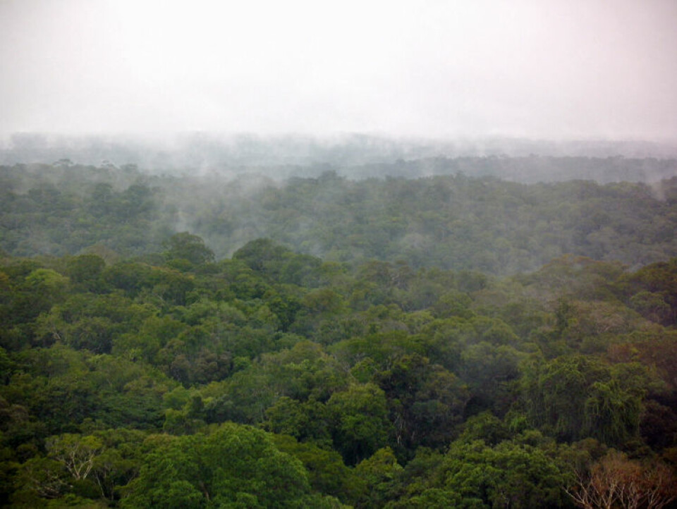 Regnskogen i Amazonas lager sitt eget regn. Utslipp fra trær, planter og sopp skaper partikler som sørger for at fuktigheten i lufta samler seg til skyer og regn. Bildet er tatt fra det 320 meter observasjonstårnet midt i skogen etter en regnskur. (Foto: C. Pöhlker, MPI for Chemistry)