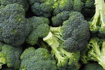 Det er ikke tillatt å patentere plantesorter eller dyreraser, men oppfinnelser som ikke begrenser seg til spesifikke plantesorter og dyrearter er det mulig å patentere. (Foto: Shutterstock) Det er ikke tillatt å patentere plantesorter eller dyreraser, men oppfinnelser som ikke begrenser seg til spesifikke plantesorter og dyrearter er det mulig å patentere. (Foto: Shutterstock)