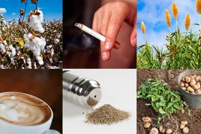 Bomull, tobakk, sukker, kaffe, pepper og potet har ført til revolusjoner, endret byggestilen og gjort oss mer edruelige. (Foto: Montasje: NRK/Colourbox) Bomull, tobakk, sukker, kaffe, pepper og potet har ført til revolusjoner, endret byggestilen og gjort oss mer edruelige. (Foto: Montasje: NRK/Colourbox)