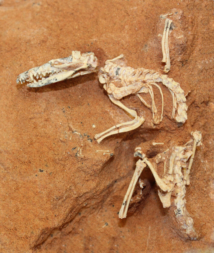 Ukhaatherium nessovi levde i krittida og var omtrent på størrelse med ei spissmus. Dette skjelettet ble funnet i Gobiørkenen i 1994 in the Gobi Desert. Arten er en av mange som ble undersøkt. (Foto: AMNH/ S. Goldberg, M. Novacek) Ukhaatherium nessovi levde i krittida og var omtrent på størrelse med ei spissmus. Dette skjelettet ble funnet i Gobiørkenen i 1994 in the Gobi Desert. Arten er en av mange som ble undersøkt. (Foto: AMNH/ S. Goldberg, M. Novacek)