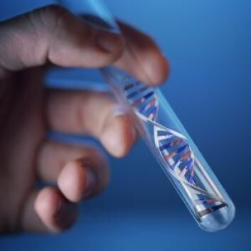 Forskerne vil nå lete etter andre typer av mutasjoner i SIRT-genet blant pasienter med type 1-diabetes. På den måten håper de å finne ut om det er generelt utbredt blant denne gruppen. (Foto: Colourbox) Forskerne vil nå lete etter andre typer av mutasjoner i SIRT-genet blant pasienter med type 1-diabetes. På den måten håper de å finne ut om det er generelt utbredt blant denne gruppen. (Foto: Colourbox)