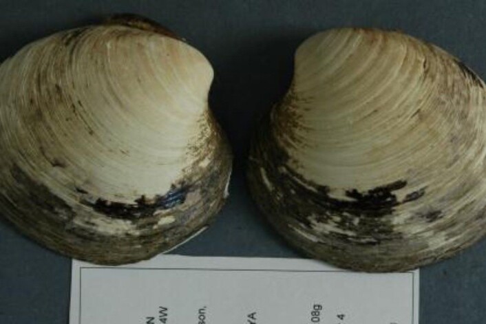 Mings alder har blitt bestemt ved hjelp av geokjemi, karbondatering og god gammeldags årring-telling, og forskerne sier at de helt sikkert ikke bommer med mer enn ett eller to år. (Foto: Bangor University) Mings alder har blitt bestemt ved hjelp av geokjemi, karbondatering og god gammeldags årring-telling, og forskerne sier at de helt sikkert ikke bommer med mer enn ett eller to år. (Foto: Bangor University)
