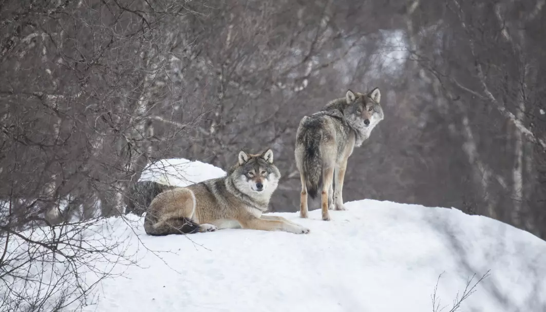 Et ulvepar er som regel ikke langt unna hverandre.