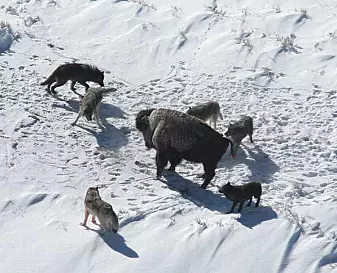 En ulveflokk i Yellowstone har omringet en bison.