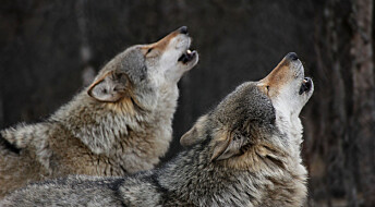 Du har kanskje hørt om alfahannen og alfahunnen i en ulveflokk? Begrepet er basert på en misforståelse, ifølge eksperter