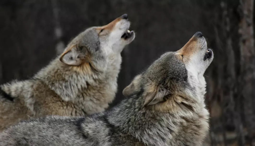 Alfa-betegnelsen kommer fra forskning på ulv i fangenskap.