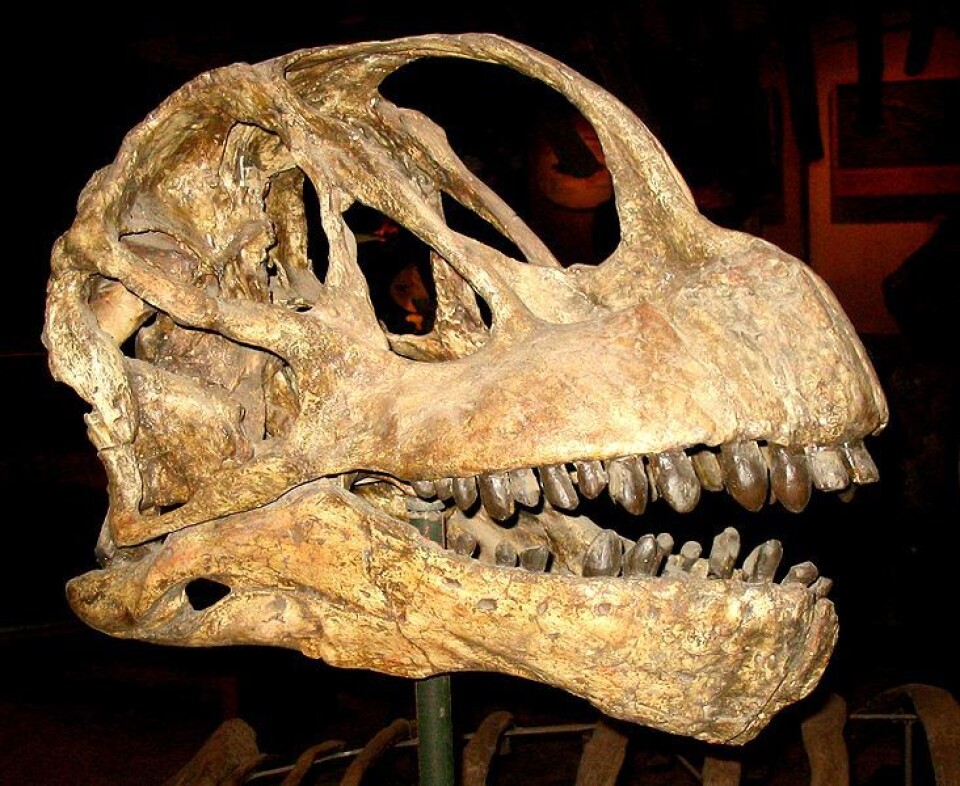 Camarasaurskalle. (Foto: Wikimedia Commons/ Smithsonian museum of Natural History)