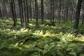 Tette trekroner blir som en flaskehals som struper tilgangen til sollyset for vegetasjonen på bakken. Åpnes flaskehalsen, for eksempel ved tynning, øker biomangfoldet av karplanter og lav betraktelig. Her fra et tynningsforsøk i Rør- og Langvann forsøksfelt i Nord-Trøndelag. (Foto: Lars Sandved Dalen) Tette trekroner blir som en flaskehals som struper tilgangen til sollyset for vegetasjonen på bakken. Åpnes flaskehalsen, for eksempel ved tynning, øker biomangfoldet av karplanter og lav betraktelig. Her fra et tynningsforsøk i Rør- og Langvann forsøksfelt i Nord-Trøndelag. (Foto: Lars Sandved Dalen)