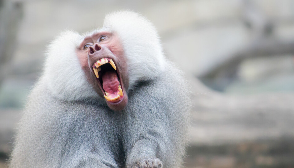 Når dyr brøler, skriker og roper er det som oftest for å utrykke fare, mener forskerne bak denne studien. Mennesket kan skrike for å utrykke flere positive følelser, og hjernene våre er gode på å plukke opp disse skrikene. Her ser du en bavian som skriker.