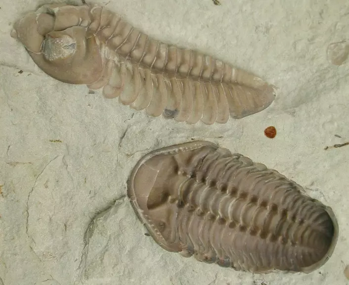 Trilobittene er blant dyrene som forsvant i denne masseutryddelsen i havet.