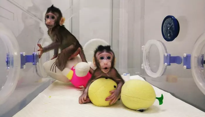 Cellene i forsøket kommer fra en type aper som kalles makaker. Slike aper blir forsket mye på i noen land. Disse makakene har blitt klonet av forskere i Kina. Det betyr at de er prikk like som noen andre aper.