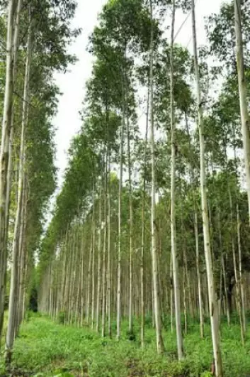 De høyeste trærne med «ekte» blader er eukalyptustrærne. De kan opp til 110 meter høye, med blader på mellom 10 og 30 centimeter. (Foto: Colourbox)