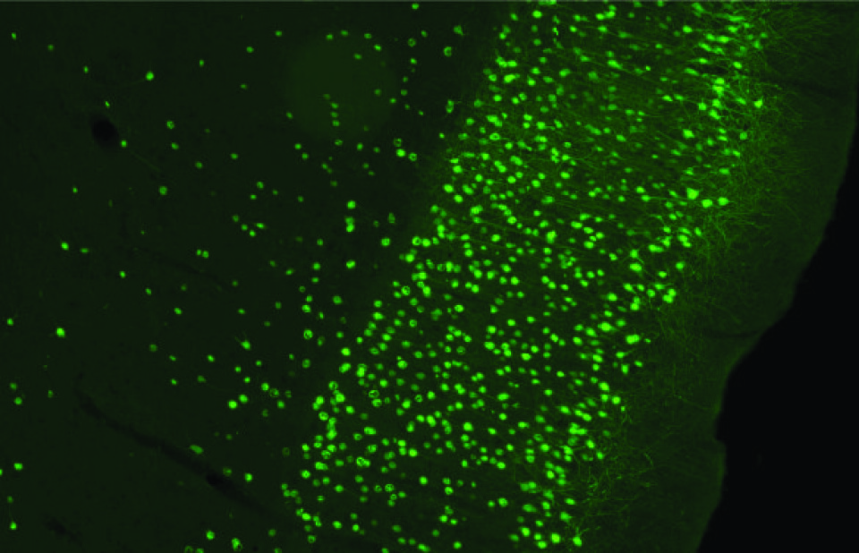 Utsnitt av rottehjerne. Bilder viser celler i entorhinal  cortex som er infisert av virus injisert i hippocampus. Viruset bærer genet for et grønt fluorescerende fargestoff som gjør det mulig å se de infiserte cellene. (Foto: Kavliinstituttet)