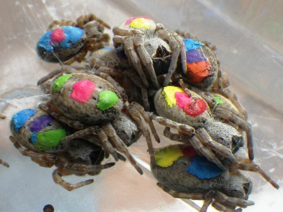 Edderkoppene ble merket med fargekoder i akrylmaling på ryggen. (Foto: Lena Grindsted)