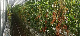 Et nytt virus truer norske tomater