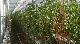 Et nytt virus truer norske tomater