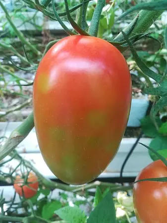 Tomat med skade av tomatbrunflekkvirus.