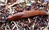 Brunsnegle Middel () Brunsnegle Middel