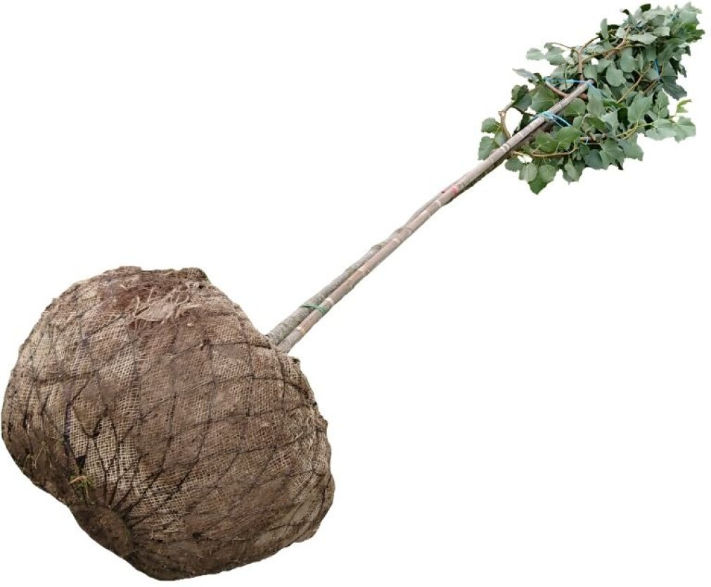 Planter med røtter og jordklumper som transporteres over lange avstander i plantehandel kan inneholde mange forskjellige plantepatogene mikroskopiske organismer. Planter med røtter og jordklumper som transporteres over lange avstander i plantehandel kan inneholde mange forskjellige plantepatogene mikroskopiske organismer.
