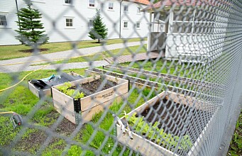 Blue-green food production in Norwegian prison