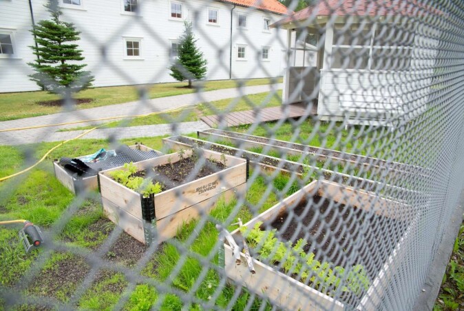 Evje prison has several green projects, among them a kitchen garden and a green house. Aquaponics adds an extra element to this, where plants and fish exist in the same system. The prison management hope to be able to carry on with the project in a smaller scale. Evje prison has several green projects, among them a kitchen garden and a green house. Aquaponics adds an extra element to this, where plants and fish exist in the same system. The prison management hope to be able to carry on with the project in a smaller scale.