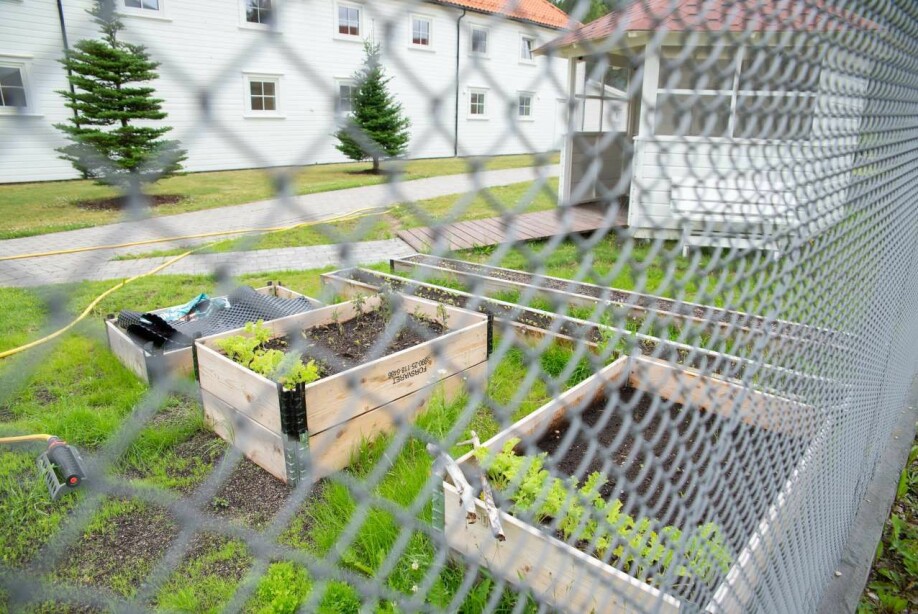 Evje prison has several green projects, among them a kitchen garden and a green house. Aquaponics adds an extra element to this, where plants and fish exist in the same system. The prison management hope to be able to carry on with the project in a smaller scale.